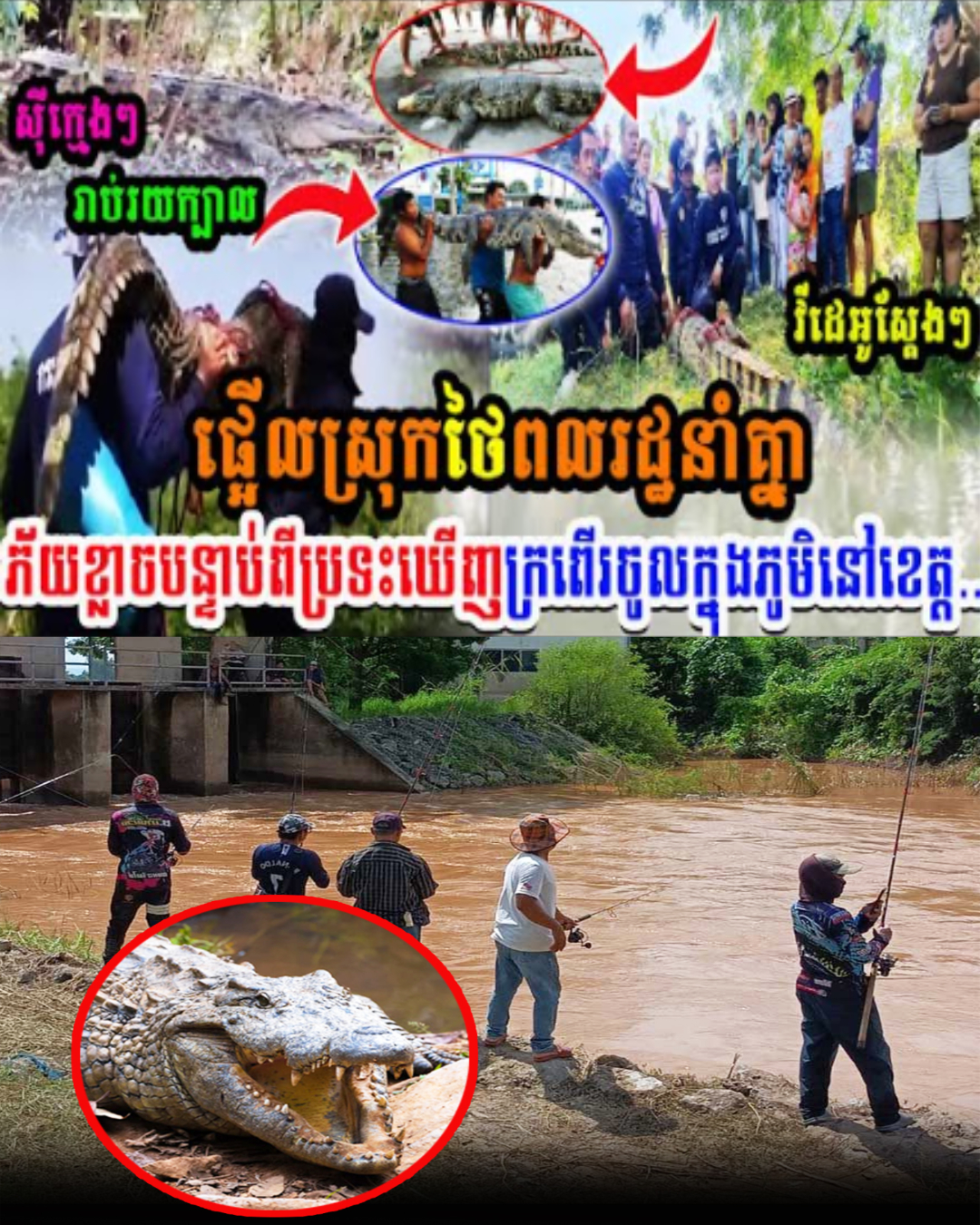 ផ្អើលស្រុកថៃពលរដ្ឋនាំគ្នាភ័,យខ្លាចបន្ទាប់ពីប្រទះឃើញក្រពើរចូលក្នុងភូមិនៅខេត្ត..